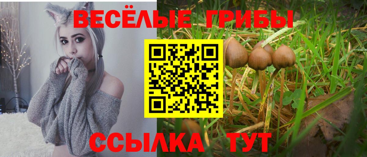 Галлюциногенные грибы Psilocybine cubensis Сафоново